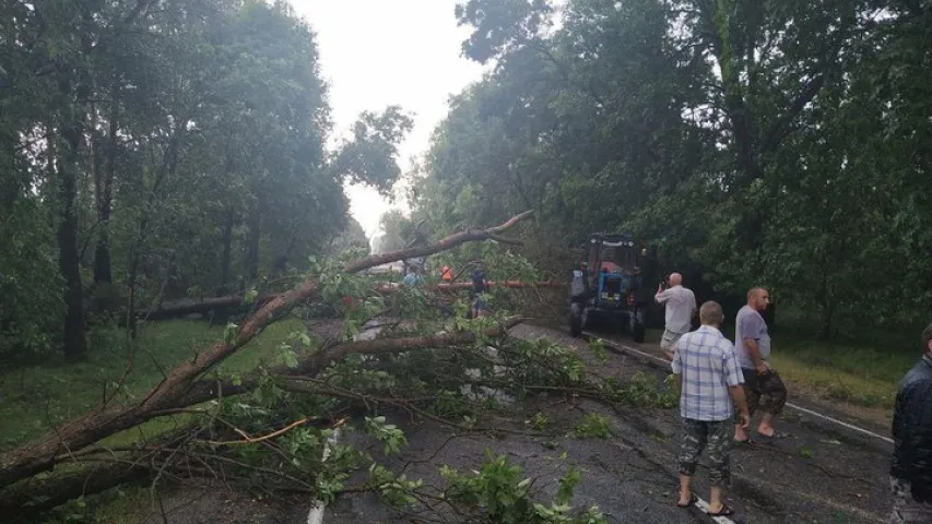 Бура на Брэстчыне заваліла трасу дрэвамі (фота)