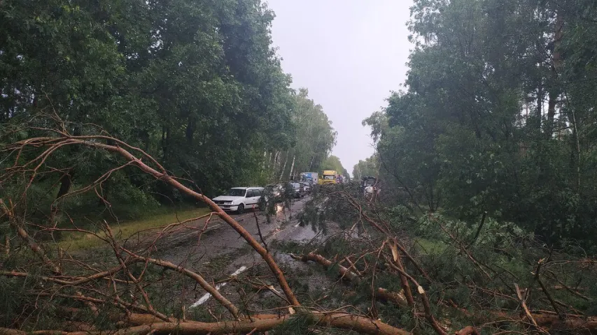 Бура на Брэстчыне заваліла трасу дрэвамі (фота)