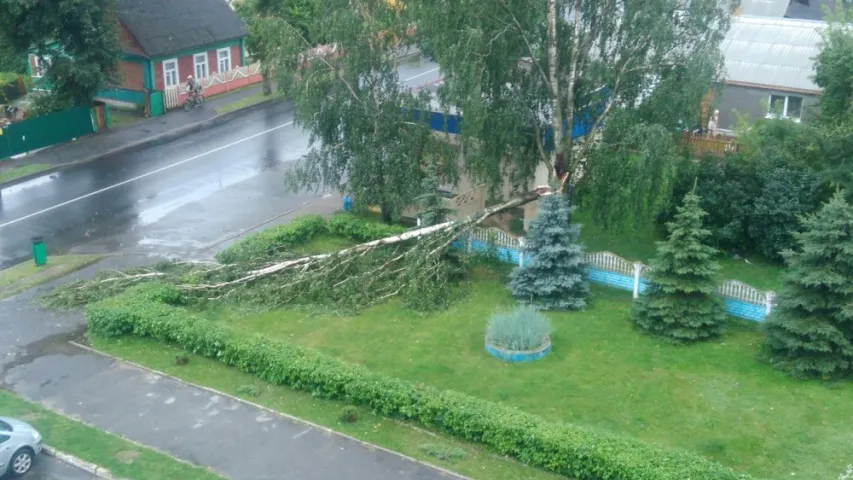 Паваленыя дрэвы і выбітыя шыбы — па паўночным захадзе Беларусі прайшоў ураган