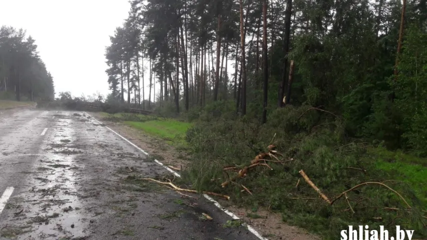 Паваленыя дрэвы і выбітыя шыбы — па паўночным захадзе Беларусі прайшоў ураган