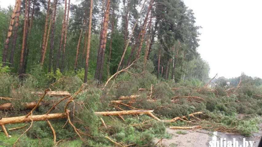 Паваленыя дрэвы і выбітыя шыбы — па паўночным захадзе Беларусі прайшоў ураган