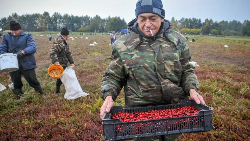 У Пінскім раёне збіраюць журавіны. Фотарэпартаж