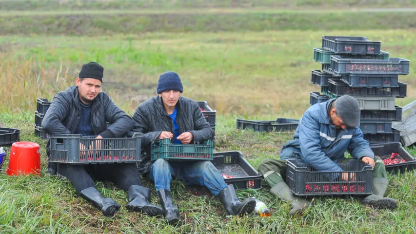 У Пінскім раёне збіраюць журавіны. Фотарэпартаж