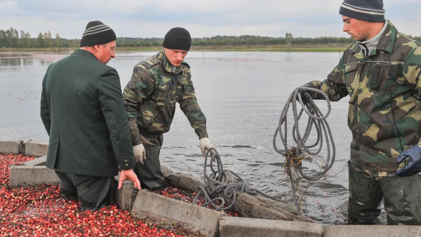 У Пінскім раёне збіраюць журавіны. Фотарэпартаж