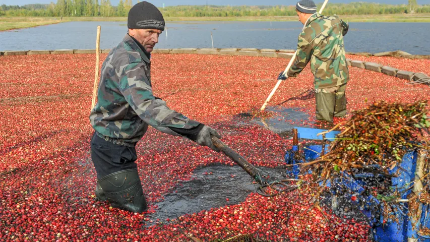 У Пінскім раёне збіраюць журавіны. Фотарэпартаж